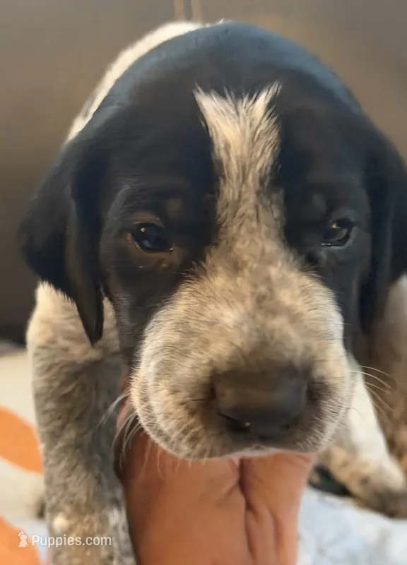 Fiddler – German Shorthaired Pointer puppy for sale in Hot Springs, VA