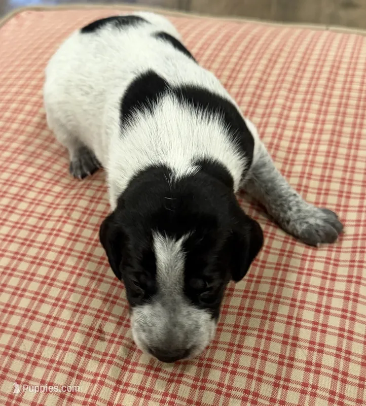 Fiddler – German Shorthaired Pointer puppy for sale in Hot Springs, VA