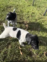Joker, a male German Shorthaired Pointer for sale in Hot Springs, VA – 4 of 4