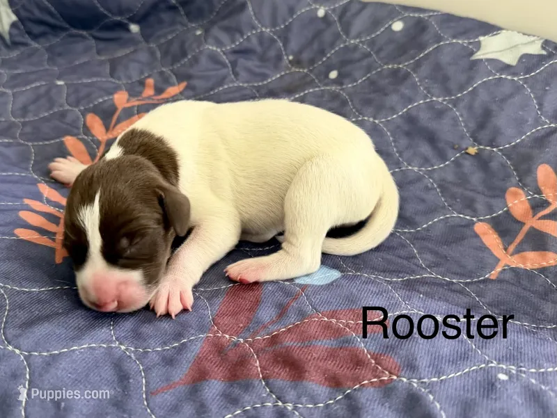 Rooster – German Shorthaired Pointer puppy for sale in Hot Springs, VA
