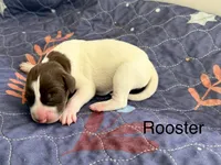 Rooster, a female German Shorthaired Pointer for sale in Hot Springs, VA – 1 of 1
