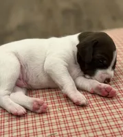 Rooster, a female German Shorthaired Pointer for sale in Hot Springs, VA – 5 of 6