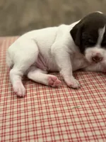 Rooster, a female German Shorthaired Pointer for sale in Hot Springs, VA – 6 of 6
