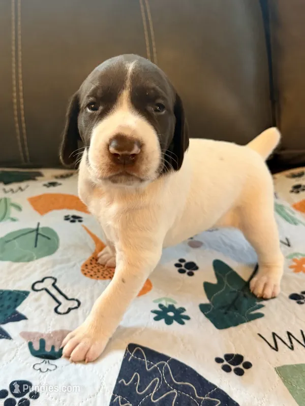Rooster – German Shorthaired Pointer puppy for sale in Hot Springs, VA