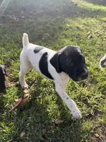 Joker, a male German Shorthaired Pointer for sale in Hot Springs, VA – 3 of 4