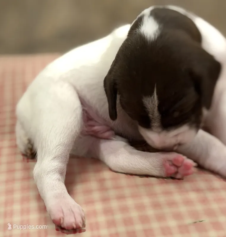 Rooster – German Shorthaired Pointer puppy for sale in Hot Springs, VA