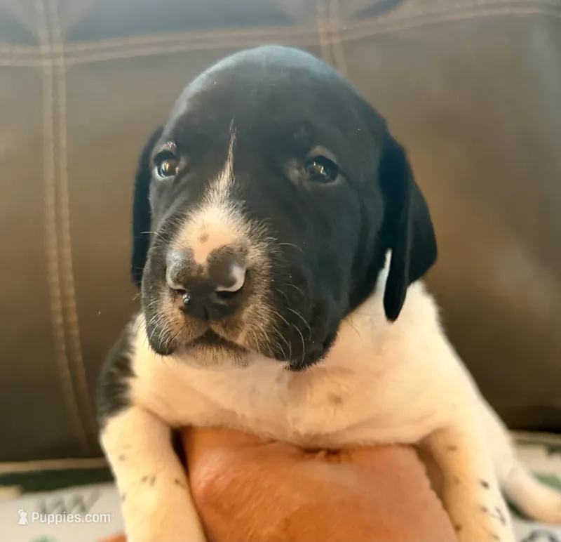 Johanna – German Shorthaired Pointer puppy for sale in Hot Springs, VA