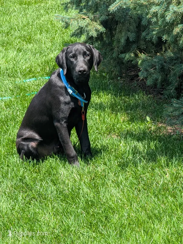 Tanner – Labrador Retriever puppy for sale in Ireton, IA