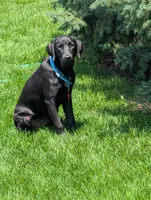 Tanner, a male Labrador Retriever for sale in Ireton, IA – 1 of 7