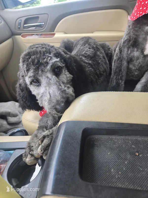 Freya – Labradoodle, Poodle - Standard  puppy for sale in Ireton, IA