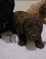 Ophelia , a female Cavapoo and Poodle - Miniature  for sale in Ireton, IA – 4 of 4