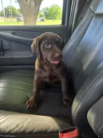 Lottie, a female Labrador Retriever for sale in Ireton, IA – 5 of 8