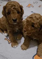Ozzy, a male Cavapoo and Poodle - Miniature  for sale in Ireton, IA – 5 of 5