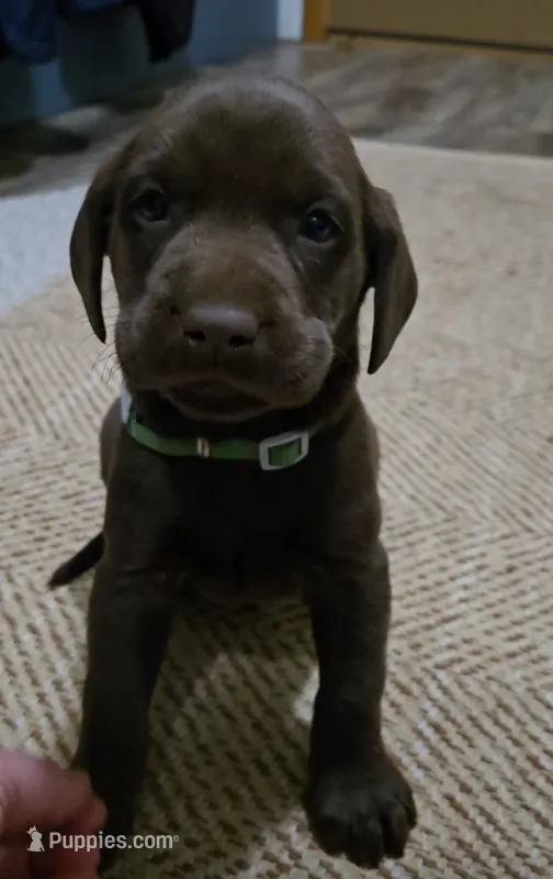 Green, a male Labrador Retriever for sale in Ireton, IA – 1 of 3