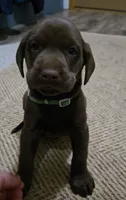 Green, a male Labrador Retriever for sale in Ireton, IA – 1 of 3