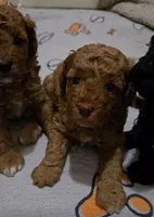 Olive, a female Cavapoo and Poodle - Miniature  for sale in Ireton, IA – 2 of 5