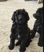 Rocco, a male Labradoodle and Poodle - Standard  for sale in Ireton, IA – Photo 1 of 6