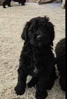 Rocco, a male Labradoodle and Poodle - Standard  for sale in Ireton, IA – Photo 3 of 6