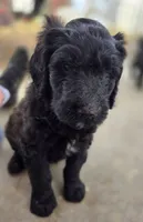 Rocco, a male Labradoodle and Poodle - Standard  for sale in Ireton, IA – Photo 5 of 6