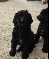 Rocco, a male Labradoodle and Poodle - Standard  for sale in Ireton, IA – Photo 4 of 6