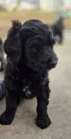 Rocco, a male Labradoodle and Poodle - Standard  for sale in Ireton, IA – Photo 2 of 6