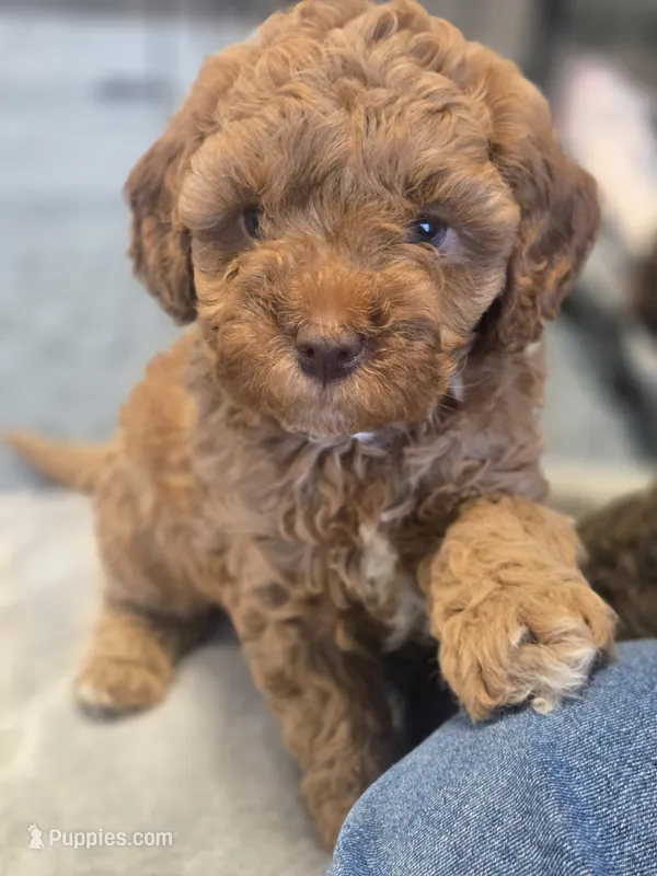 Olive – Cavapoo, Poodle - Miniature  puppy for sale in Ireton, IA