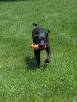 Tanner, a male Labrador Retriever for sale in Ireton, IA – 2 of 7