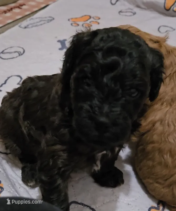 Opal – Cavapoo, Poodle - Miniature  puppy for sale in Ireton, IA