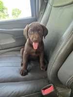 Lottie, a female Labrador Retriever for sale in Ireton, IA – 2 of 8