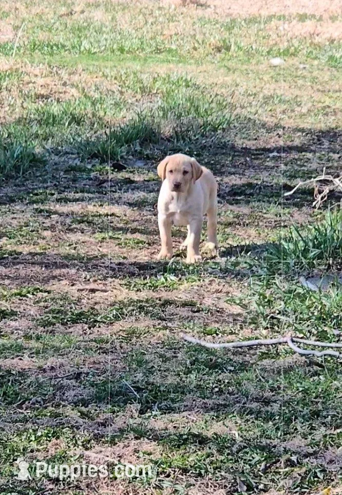 Hank, a male Labrador Retriever for sale in Ireton, IA – Photo 2 of 4