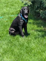Tanner, a male Labrador Retriever for sale in Ireton, IA – 4 of 7