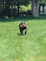 Tanner, a male Labrador Retriever for sale in Ireton, IA – 3 of 7