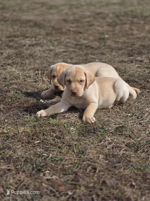 Hank – Labrador Retriever puppy for sale in Ireton, IA