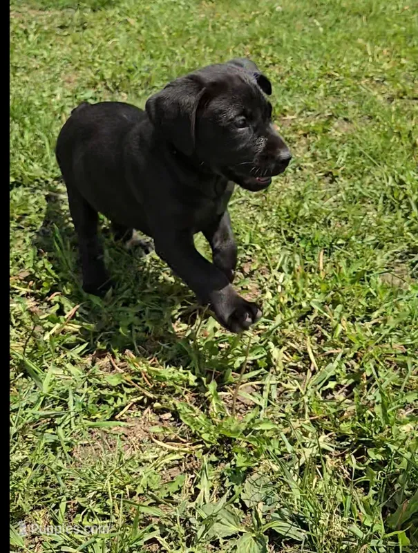 Buddy, a male Labrador Retriever for sale in Ireton, IA – 1 of 6