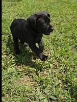 Buddy, a male Labrador Retriever for sale in Ireton, IA – 1 of 6