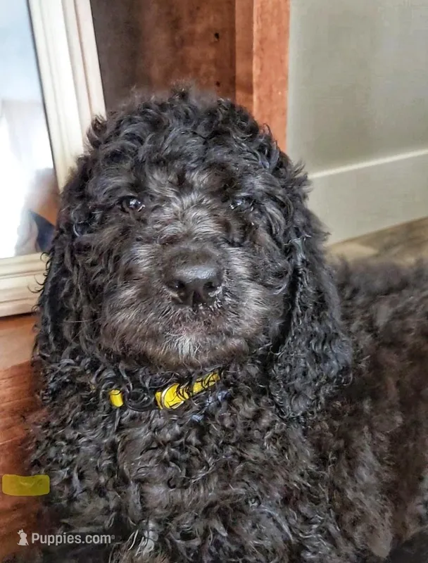 Reece – Labradoodle, Poodle - Standard  puppy for sale in Ireton, IA