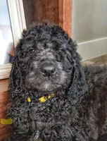 Reece, a female Labradoodle and Poodle - Standard  for sale in Ireton, IA – Photo 1 of 8