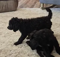 Reece, a female Labradoodle and Poodle - Standard  for sale in Ireton, IA – Photo 4 of 8