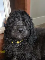 Reece, a female Labradoodle and Poodle - Standard  for sale in Ireton, IA – Photo 2 of 8