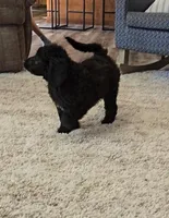 Reece, a female Labradoodle and Poodle - Standard  for sale in Ireton, IA – Photo 3 of 8