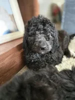 Reece, a female Labradoodle and Poodle - Standard  for sale in Ireton, IA – Photo 8 of 8