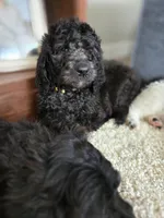 Reece, a female Labradoodle and Poodle - Standard  for sale in Ireton, IA – Photo 6 of 8