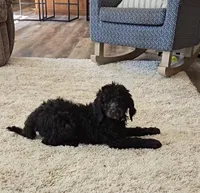 Reece, a female Labradoodle and Poodle - Standard  for sale in Ireton, IA – Photo 5 of 8