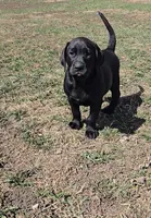 Tanner, a male Labrador Retriever for sale in Ireton, IA – Photo 1 of 3