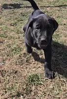 Tanner, a male Labrador Retriever for sale in Ireton, IA – Photo 3 of 3