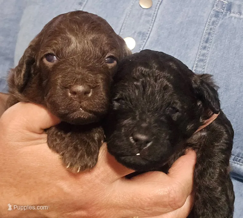 Opal – Cavapoo, Poodle - Miniature  puppy for sale in Ireton, IA