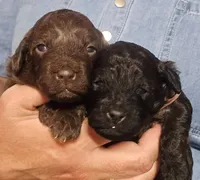 Opal, a female Cavapoo and Poodle - Miniature  for sale in Ireton, IA – 1 of 5
