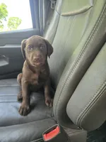 Lottie, a female Labrador Retriever for sale in Ireton, IA – 7 of 8