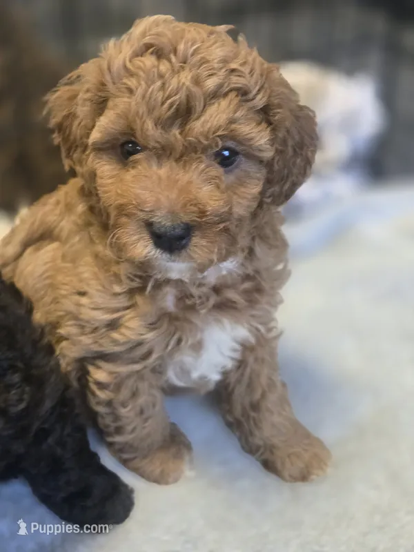 Ozzy – Cavapoo, Poodle - Miniature  puppy for sale in Ireton, IA