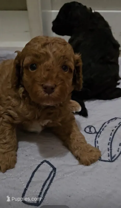 Olive – Cavapoo, Poodle - Miniature  puppy for sale in Ireton, IA